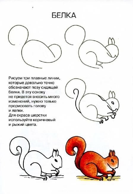 Рисование белки пошагово