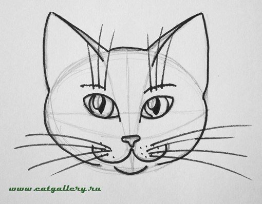 Рисование морды кота