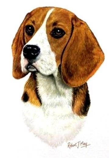 Собака акварелью Бигль