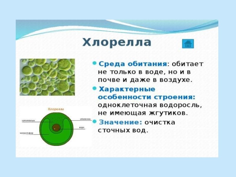 Одноклеточная водоросль хлорелла
