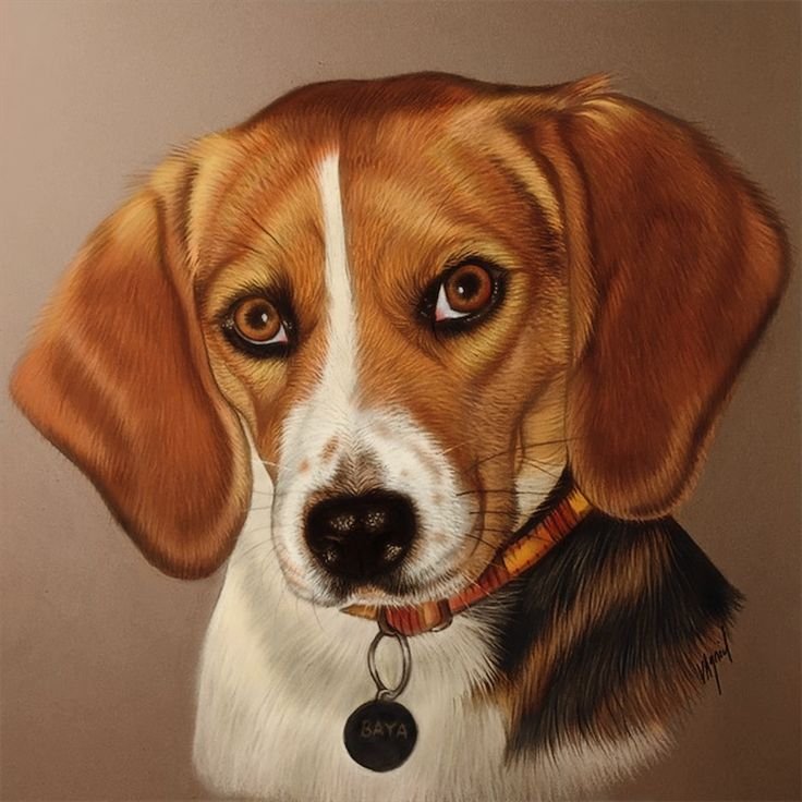 Бигль собака рисунок
