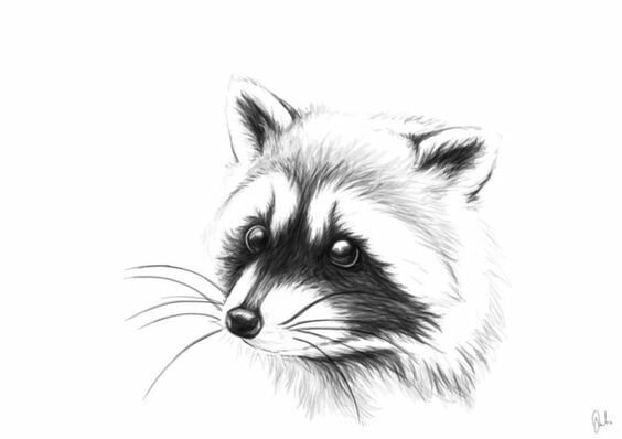 Енотик рисунок карандашом