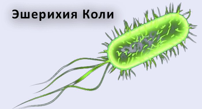 Эшерихия кишечная палочка