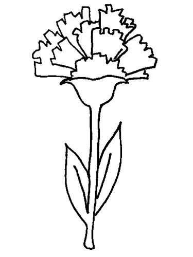 Гвоздика рисунок
