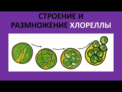 Цикл размножения хлореллы