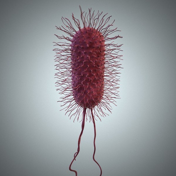 Бактерия Escherichia coli