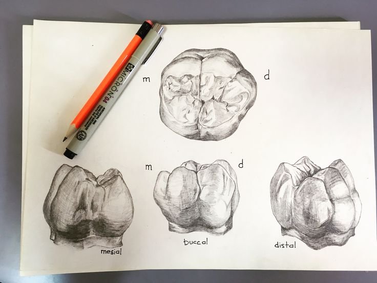 Рисунки зубов карандашом
