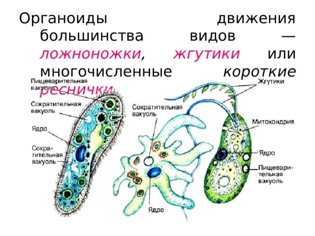 Перечислите органоиды движения клетки