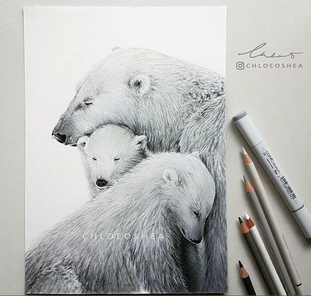 Белый медведь рисунок карандашом