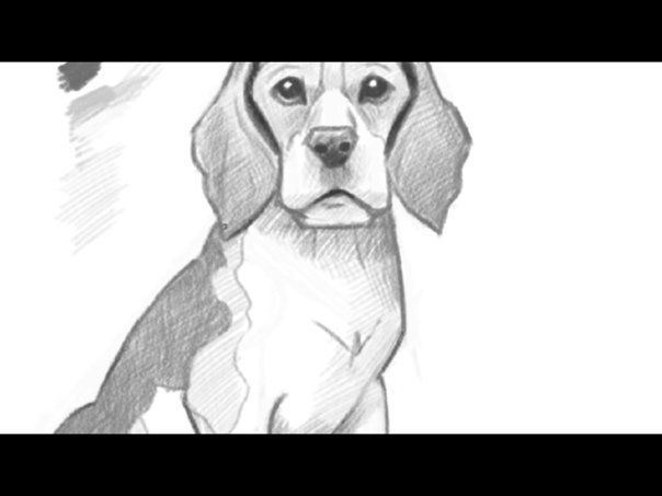 Бигль милые