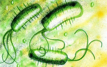 E coli рисунок