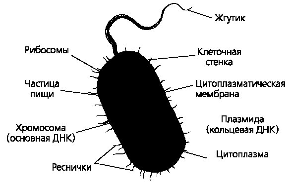 Строение бактериальной клетки рисунок
