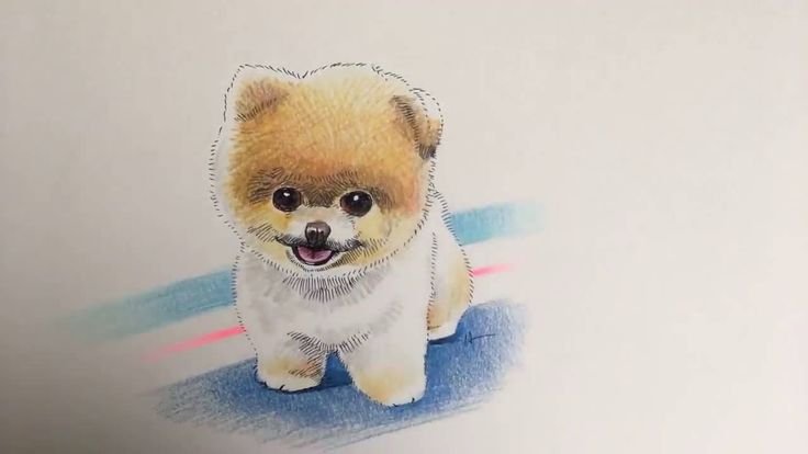 Шпиц рисунок