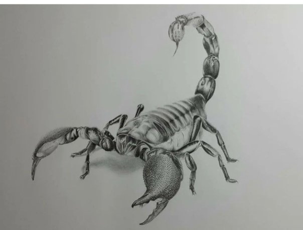 Скорпион рисунок
