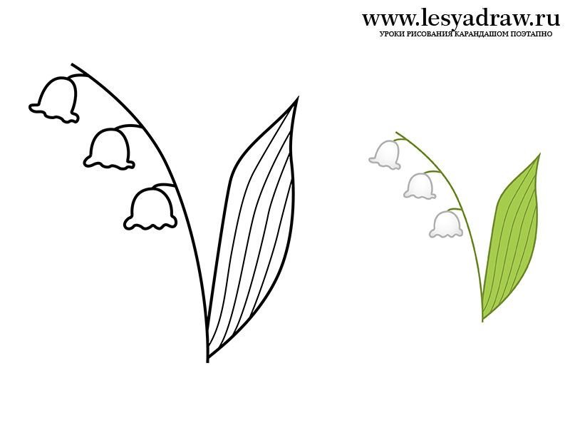 Ландыш Майский разукрашка