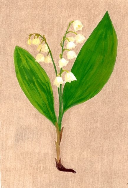 Рисование Ландыши