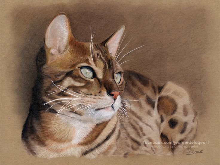 Бенгальский кот арт