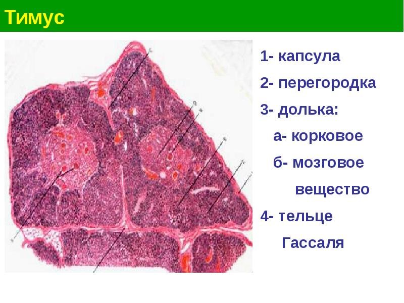 Зобная железа строение гистология