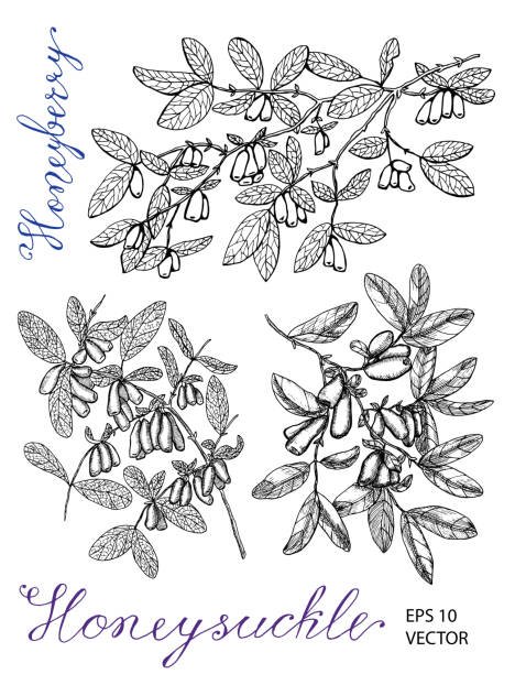 Жимолость рисунок карандашом