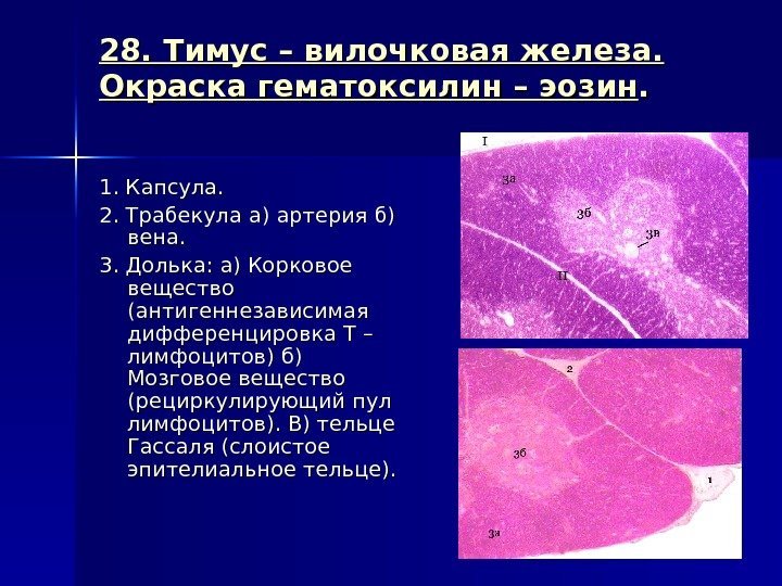 Зобная железа строение гистология