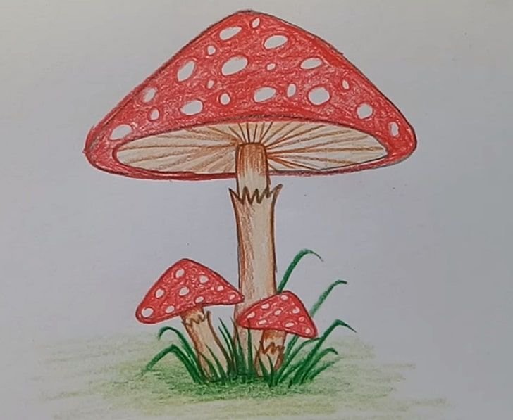 Рисунки грибов