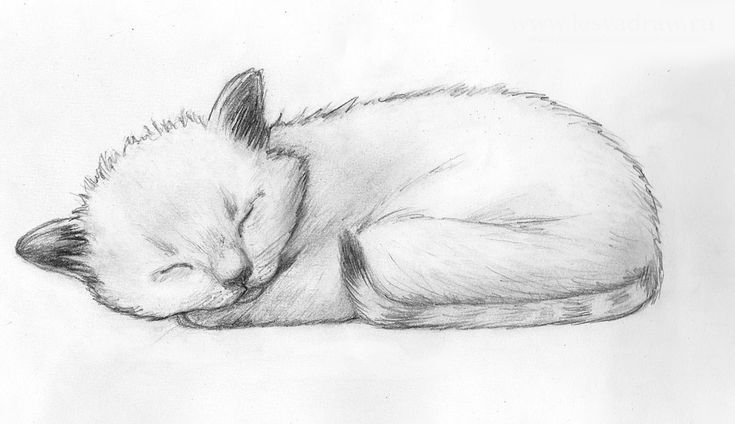 Котёнок рисунок карандашом