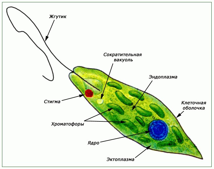 Строение жгутиковые эвглена зеленая