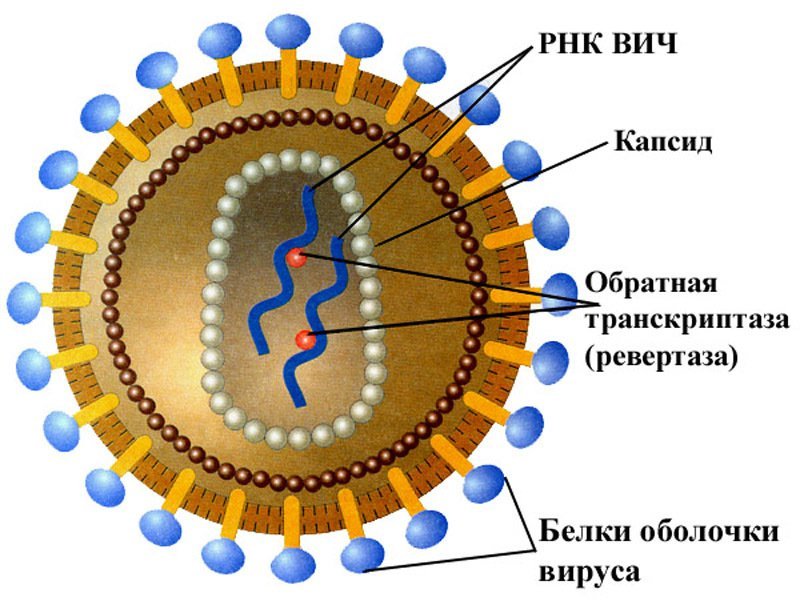 Вирусы ВИЧ строение биология