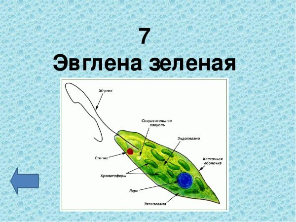 Эвглена зеленая легкие
