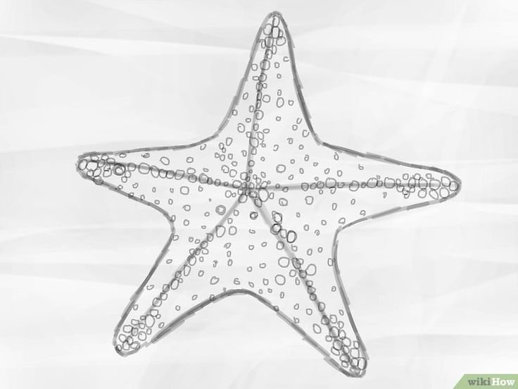 Поэтапное рисование морской звезды