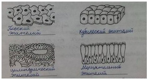 Эпителиальная ткань строение рисунок