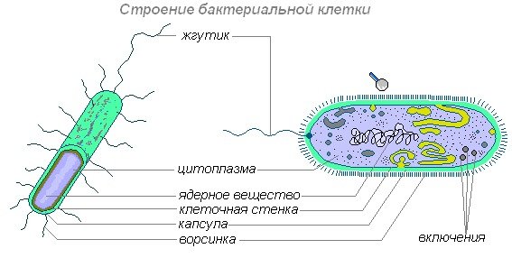 Строение клетки бактерии 5 класс биология