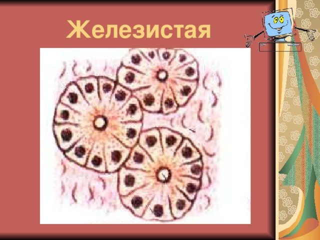 Железистая эпителиальная ткань рисунок