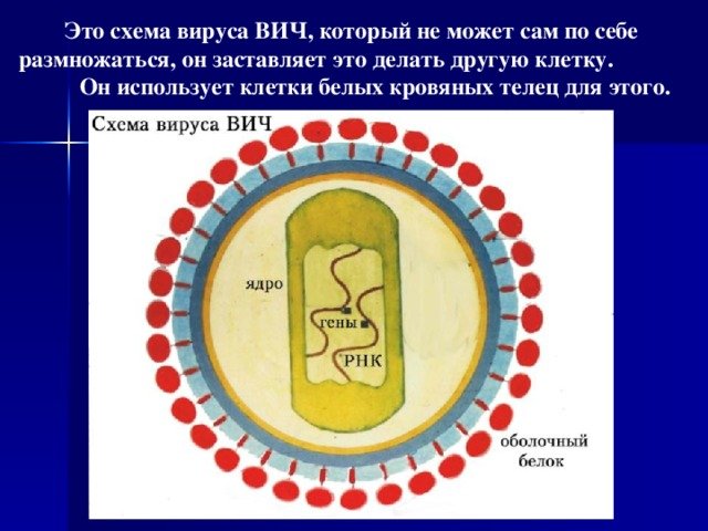 Вирус иммунодефицита человека рисунок