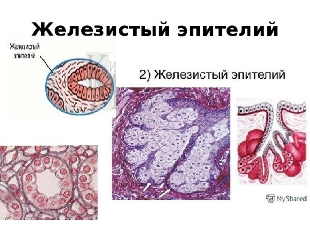 Железистый эпителий гистология