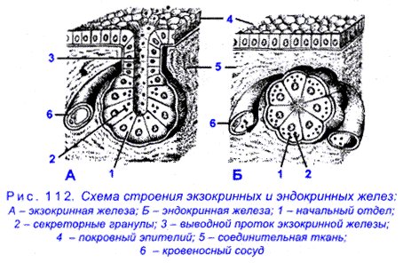 Железистый эпителий схема