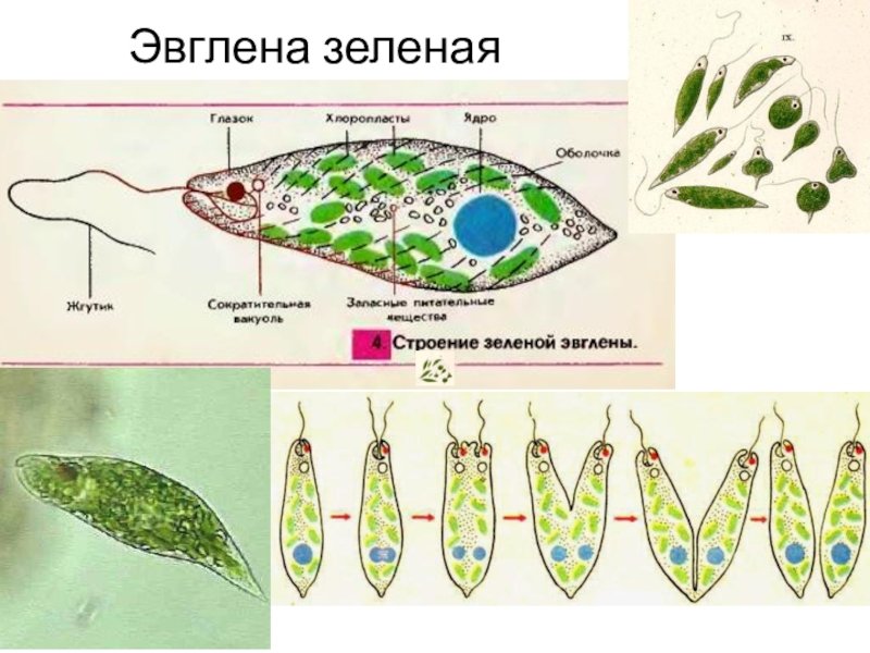Клеточная оболочка эвглены зеленой