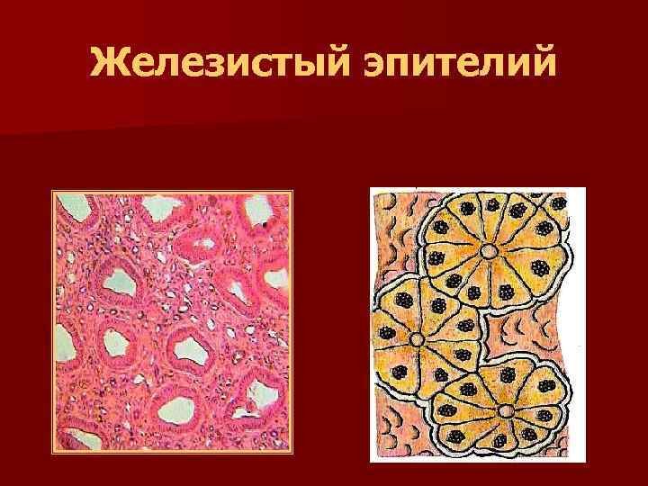 Железистый эпителий