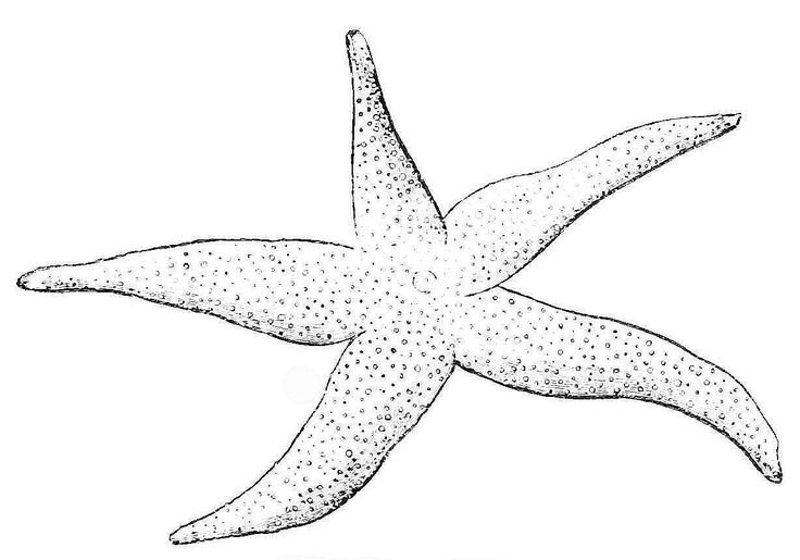 Раскраска морскиизвезды