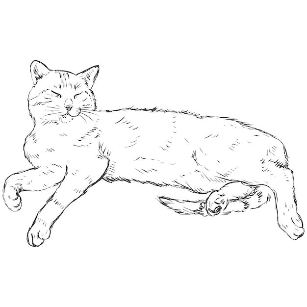Кот лежит раскраска