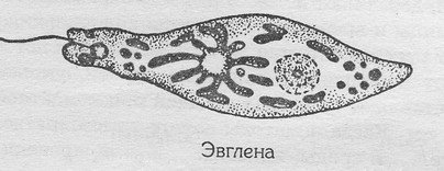 Строение эвглены ЕГЭ