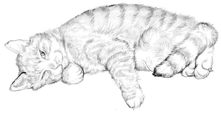 Лежачий кот рисунок