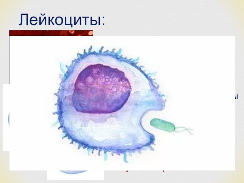 Лимфоциты фагоцитоз