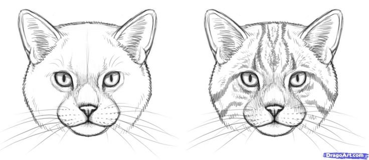 Морда кошки рисунок