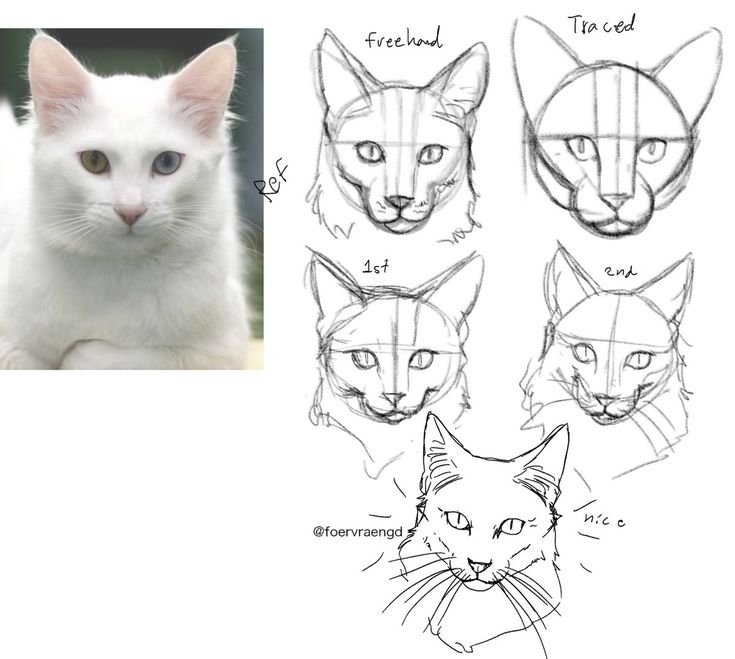 Анатомия морды кота спереди