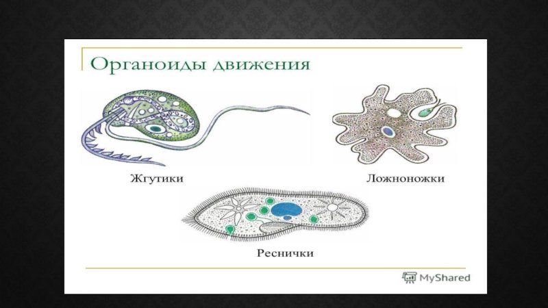 Органоиды движения клетки рисунок