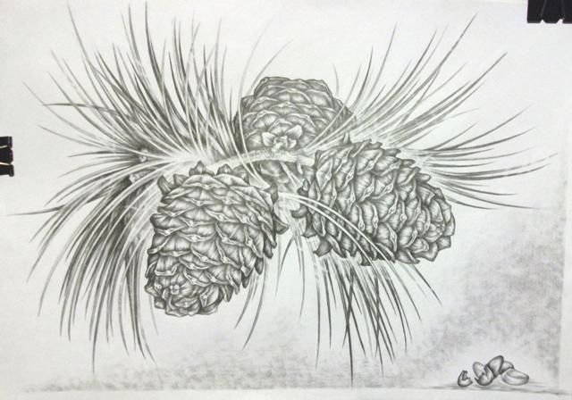 Кедр рисунок
