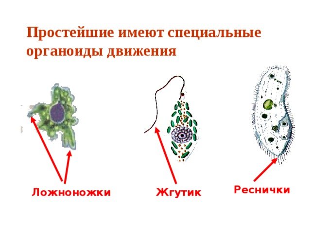 Органоиды движения одноклеточных
