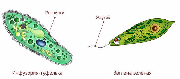 Органоиды движения реснички и жгутики строение