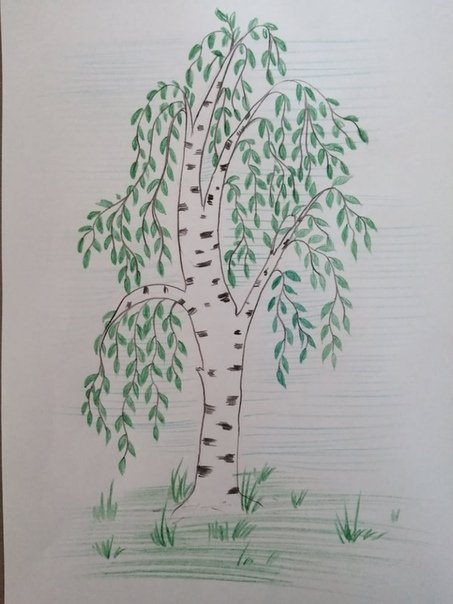 Береза рисунок